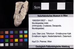 Foto (Objket + Etiketten) von Munidopsidae indet. 